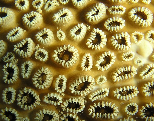 Palythoa tuberculosa•&copy; James Reimer•All Rights Reserved