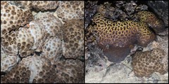 Palythoa tuberculosa•&copy; Ria Tan•All Rights Reserved