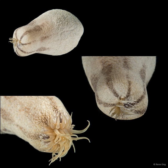 Sphenopus sp. "1"•&copy; Rene Ong•All Rights Reserved