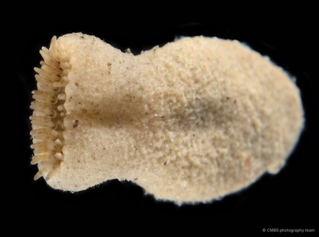 Sphenopus sp. "3"•&copy; CMBS photography team•All Rights Reserved