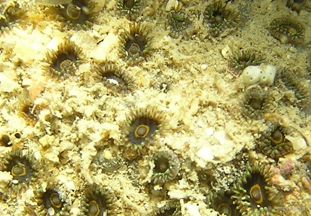 Zoanthus sansibaricus•&copy; James Reimer•All Rights Reserved