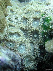 Zoanthus vietnamensis•&copy; James Reimer•All Rights Reserved