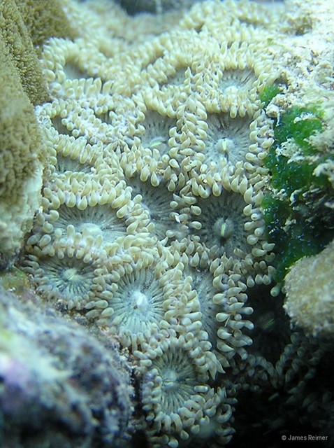 Zoanthus vietnamensis•&copy; James Reimer•All Rights Reserved