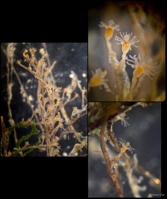 Hydrozoa sp. "Hydroid 10"•&copy; Rene Ong•All Rights Reserved
