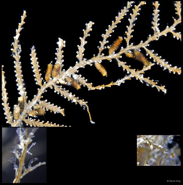 Hydrozoa sp. "Hydroid 12"•&copy; Rene Ong•All Rights Reserved