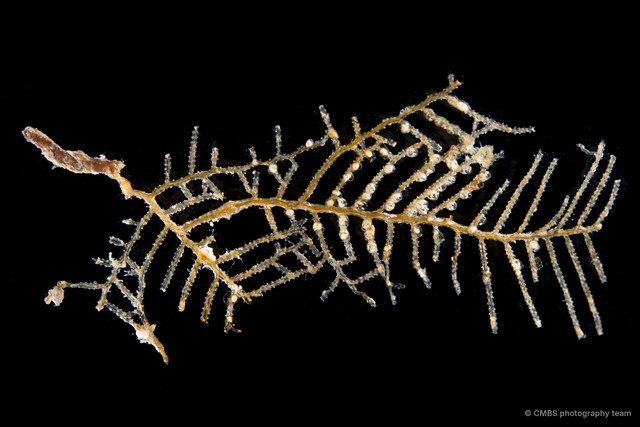 Hydrozoa sp. "Hydroid 13"•&copy; CMBS photography team•All Rights Reserved