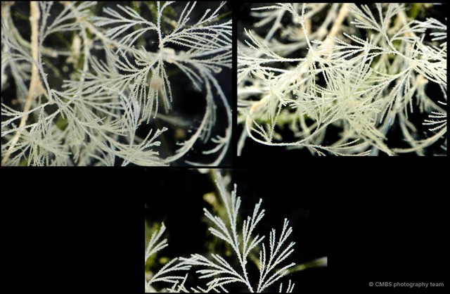 Hydrozoa sp. "Hydroid 14"•&copy; CMBS photography team•All Rights Reserved