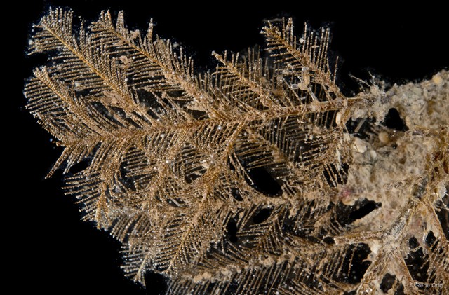 Hydrozoa sp. "Hydroid 15"•&copy; Rene Ong•All Rights Reserved