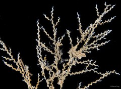 Hydrozoa sp. "Hydroid 16"