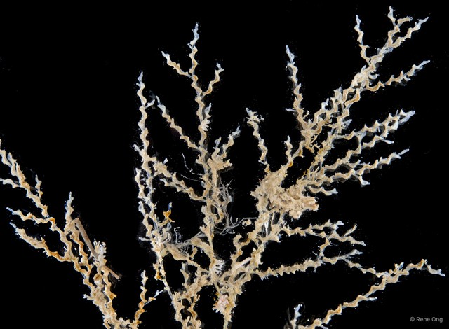 Hydrozoa sp. "Hydroid 16"•&copy; Rene Ong•All Rights Reserved