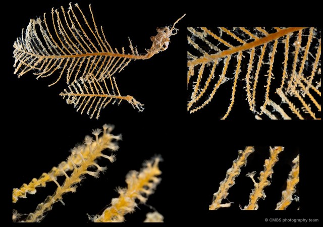 Hydrozoa sp. "Hydroid 18"•&copy; CMBS photography team•All Rights Reserved
