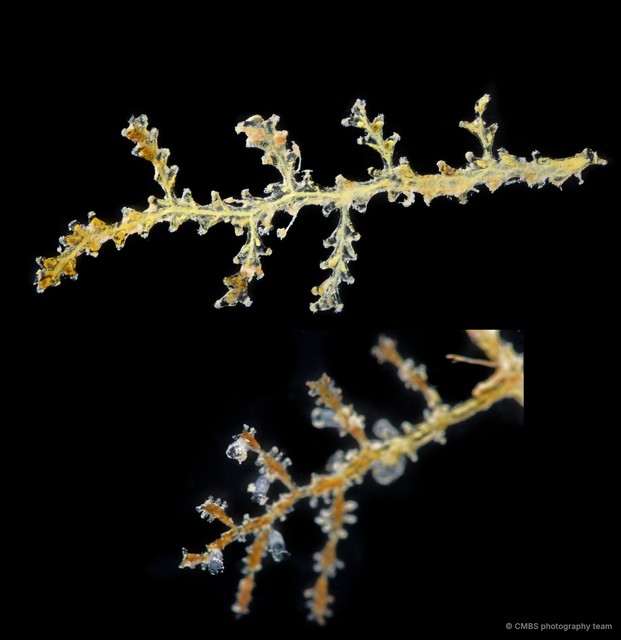 Hydrozoa sp. "Hydroid 19"•&copy; CMBS photography team•All Rights Reserved