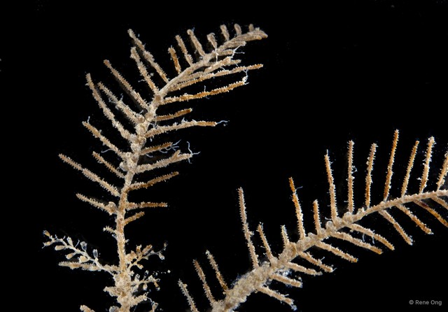 Hydrozoa sp. "Hydroid 2"•&copy; Rene Ong•All Rights Reserved