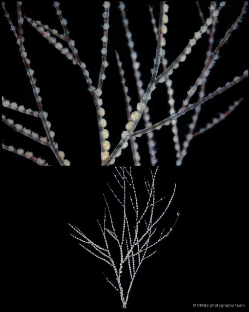 Hydrozoa sp. "Hydroid 20"•&copy; CMBS photography team•All Rights Reserved