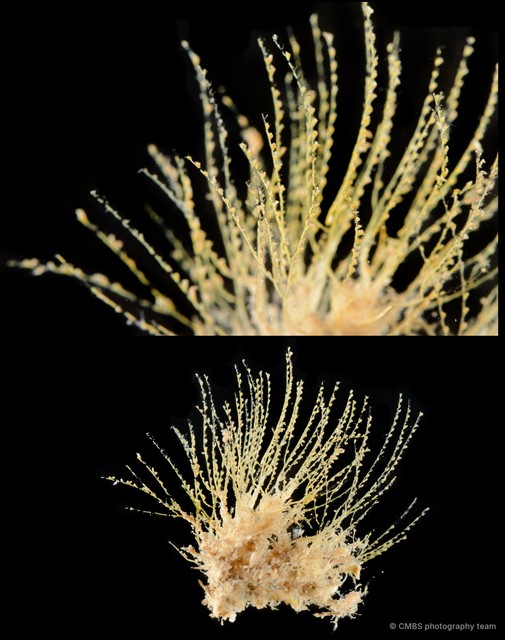 Hydrozoa sp. "Hydroid 21"•&copy; CMBS photography team•All Rights Reserved