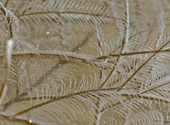 Hydrozoa sp. "Hydroid 22"