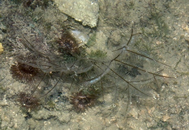 Hydrozoa sp. "Hydroid 23"•&copy; Rene Ong•All Rights Reserved