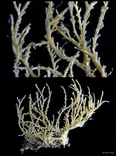 Hydrozoa sp. "Hydroid 3"•&copy; Rene Ong•All Rights Reserved