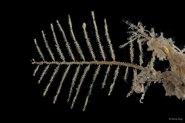 Hydrozoa sp. "Hydroid 5"•&copy; Rene Ong•All Rights Reserved