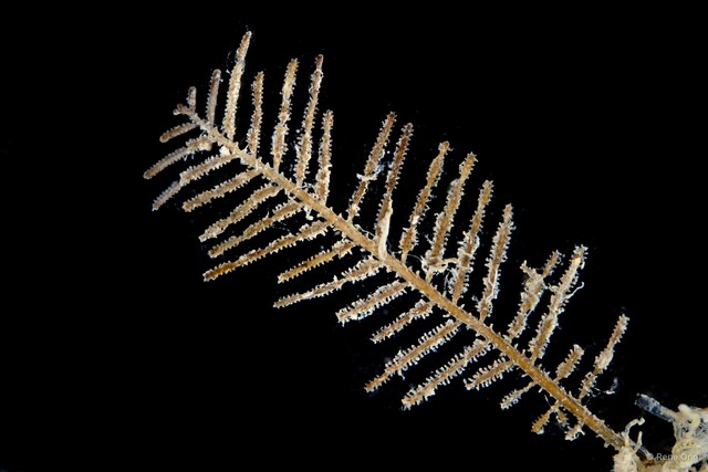 Hydrozoa sp. "Hydroid 6"•&copy; Rene Ong•All Rights Reserved