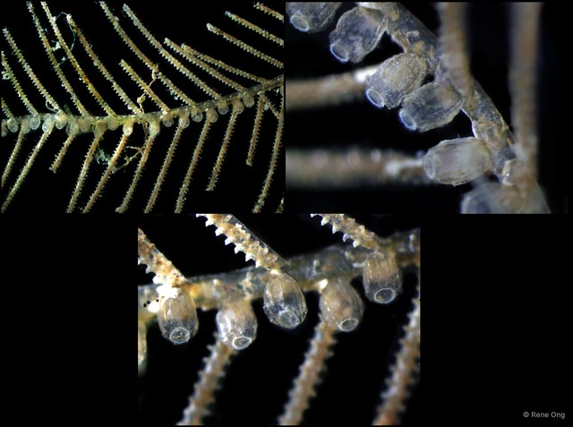 Hydrozoa sp. "Hydroid 8"•&copy; Rene Ong•All Rights Reserved