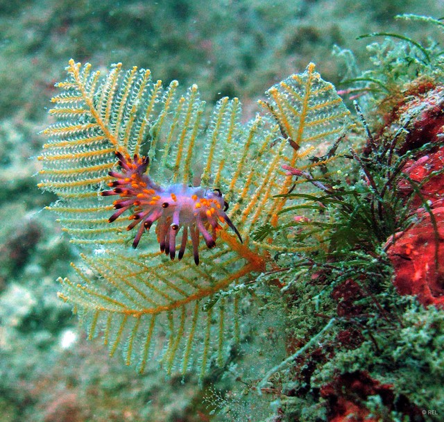 Hydrozoa sp. "Hydroid IP0358"•&copy; REL•All Rights Reserved