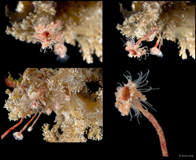 Hydrozoa sp. "Solitary hydroid 1"•&copy; Rene Ong•All Rights Reserved