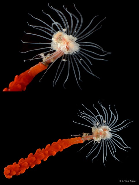 Hydrozoa sp. "Solitary hydroid 2"•&copy; Arthur Anker•All Rights Reserved