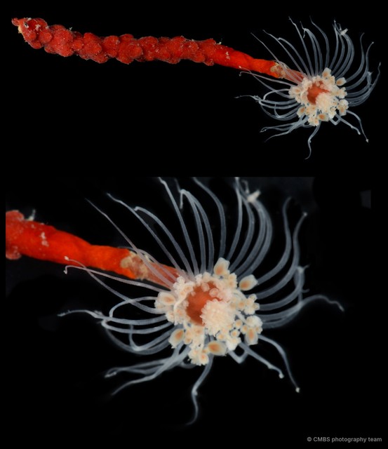 Hydrozoa sp. "Solitary hydroid 3"•&copy; CMBS photography team•All Rights Reserved