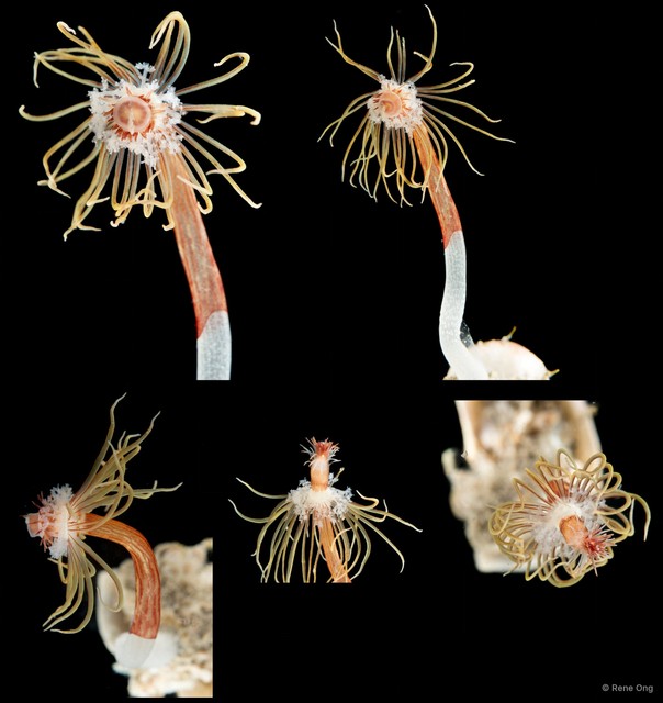 Hydrozoa sp. "Solitary hydroid 4"•&copy; Rene Ong•All Rights Reserved
