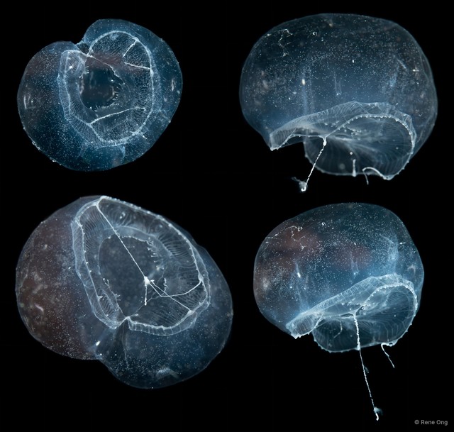 Aequorea sp. "43015fc4"•&copy; Rene Ong•All Rights Reserved