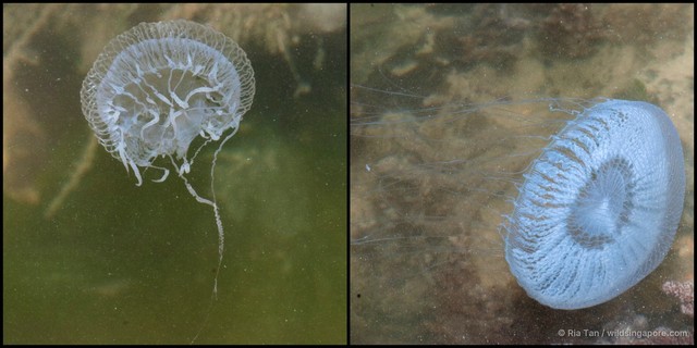 Aequorea sp. "43015fe2"•&copy; Ria Tan•All Rights Reserved