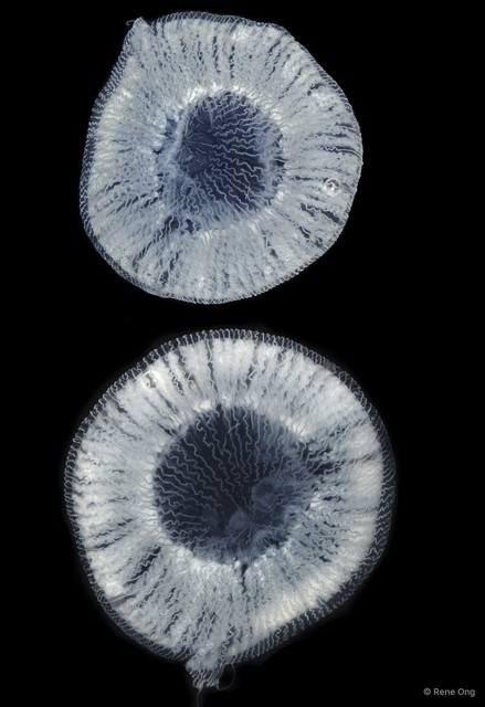Aequorea sp. "49f2b5d9"•&copy; Rene Ong•All Rights Reserved