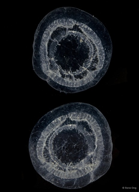 Aequorea sp. "49f2b5eb"•&copy; Rene Ong•All Rights Reserved