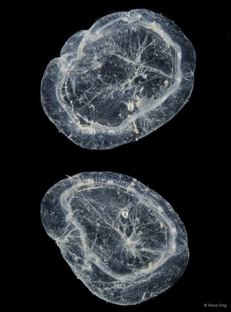 Aequorea sp. "49f2b5ee"•&copy; Rene Ong•All Rights Reserved