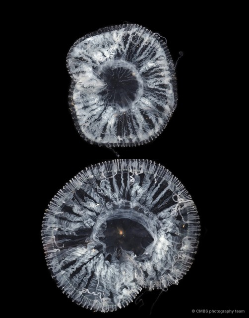 Aequorea sp. "49f2b5f4"•&copy; CMBS photography team•All Rights Reserved