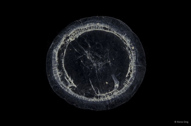 Aequorea sp. "49f2b600"•&copy; Rene Ong•All Rights Reserved