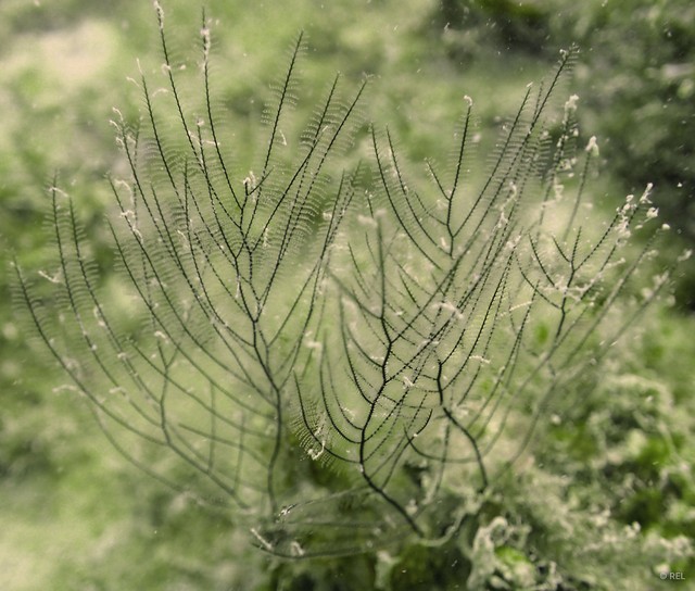 Macrorhynchia sp. "IP0053"•&copy; REL•All Rights Reserved