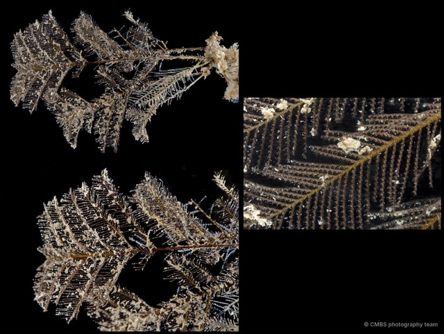 Macrorhynchia phoenicea•&copy; CMBS photography team•All Rights Reserved