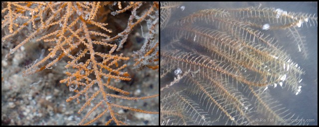 Sertularella sp. "43015fdc"•&copy; Ria Tan•All Rights Reserved