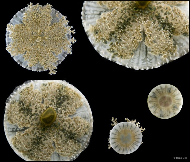 Cassiopea sp. "43015fd0"•&copy; Rene Ong•All Rights Reserved