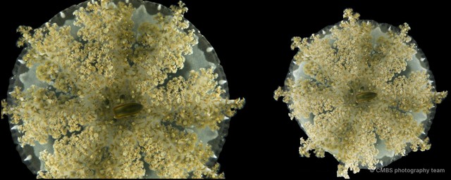Cassiopea sp. "43015fd9"•&copy; CMBS photography team•All Rights Reserved