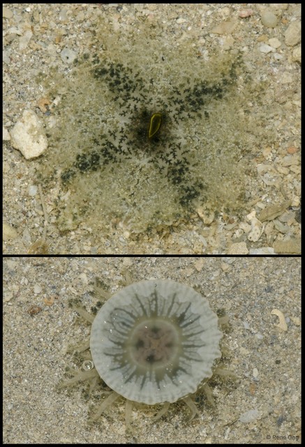 Cassiopea sp. "43015ff1"•&copy; Rene Ong•All Rights Reserved
