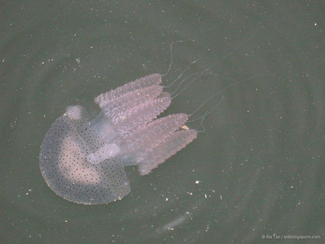 Acromitus sp. "43015fdf"•&copy; Ria Tan•All Rights Reserved