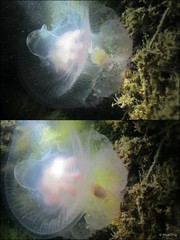 Netrostoma dumokuroa•&copy; Rene Ong•All Rights Reserved