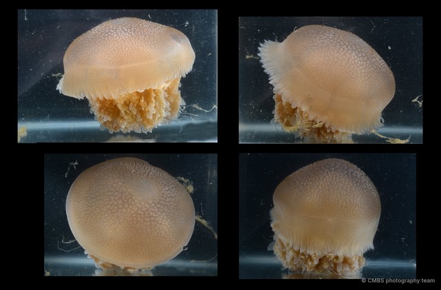 Versuriga sp. "49f2b5e5"•&copy; CMBS photography team•All Rights Reserved