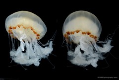 Chrysaora chinensis•&copy; CMBS photography team•All Rights Reserved