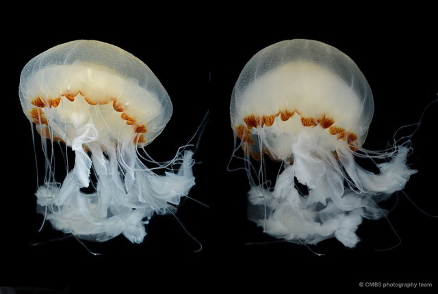 Chrysaora chinensis•&copy; CMBS photography team•All Rights Reserved