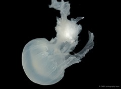Chrysaora chinensis•&copy; CMBS photography team•All Rights Reserved