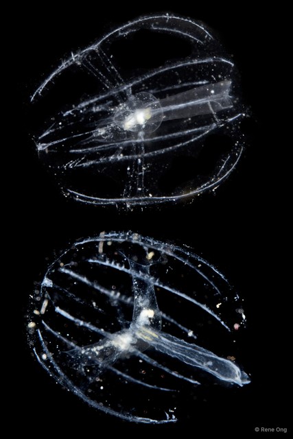 Tentaculata sp. "Comb jelly 1"•&copy; Rene Ong•All Rights Reserved